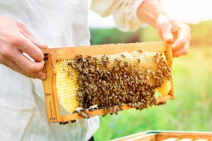 خرید عسل از زنبورداران