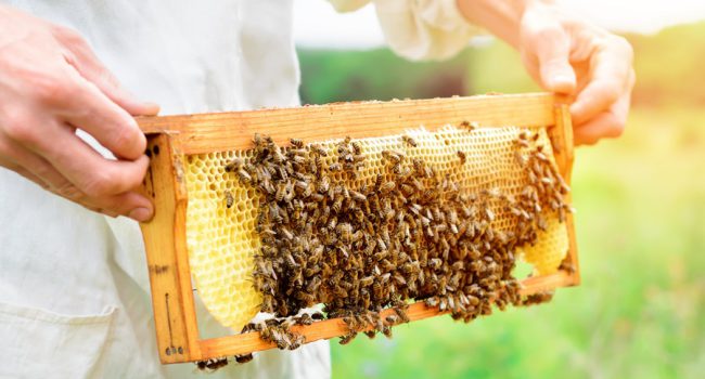 خرید عسل از زنبورداران